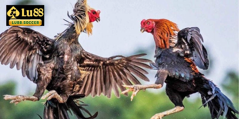 Xem đá gà cựa sắt thomo là chiến kê tham gia trận đấu với cựa sắt gắn vào chân